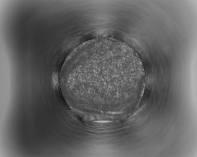 X0000096640335200802261303