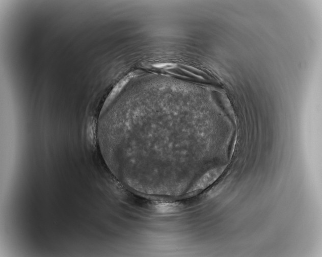 X0000096640336200802261303