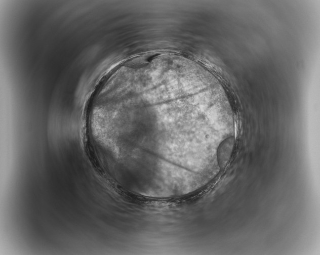 X0000096640339200802261303