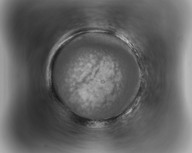 X0000096640343200802261303