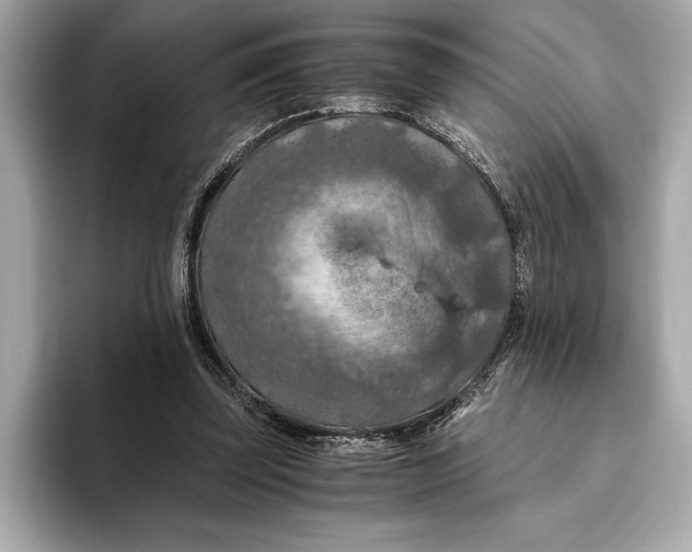 X0000096640347200802261303