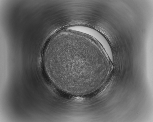 X0000096640352200802261303