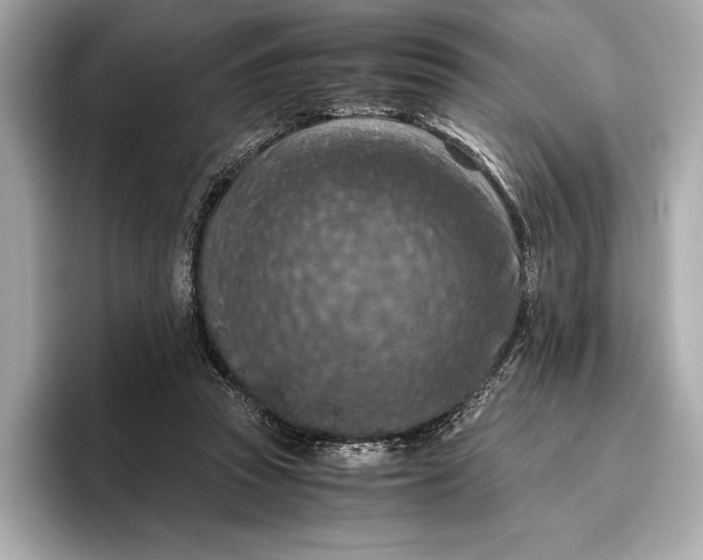 X0000096640353200802261303