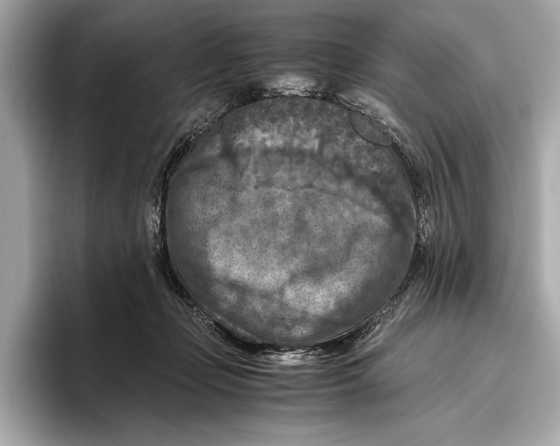 X0000096640365200802261303