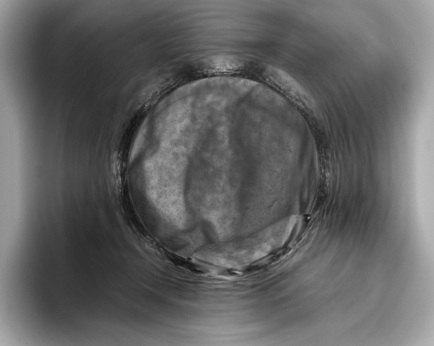 X0000096640366200802261303