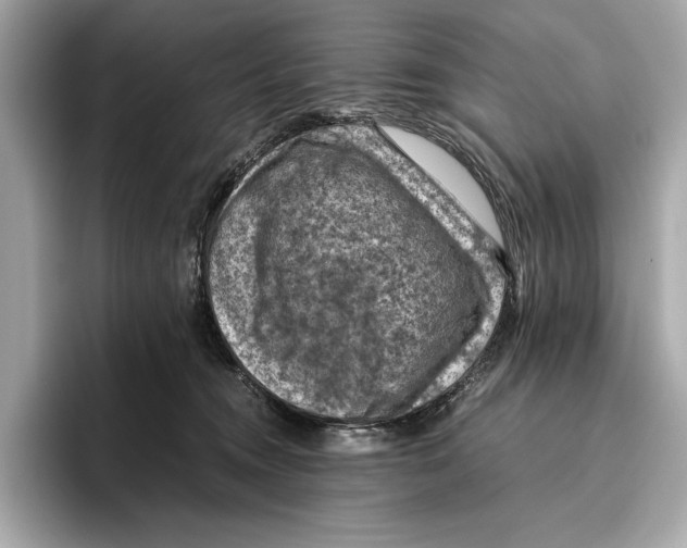 X0000096640372200802261303