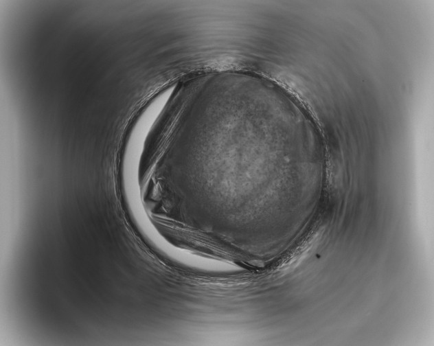 X0000096640393200802261303