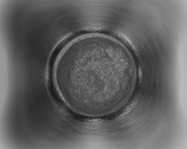 X0000096640396200802261303