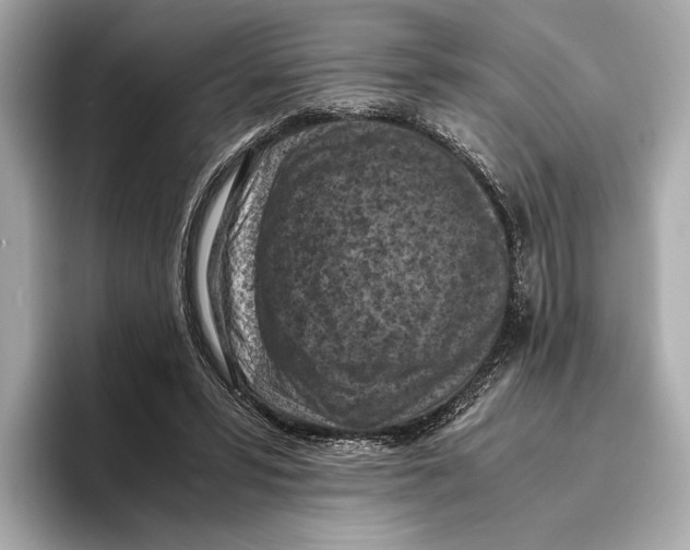 X0000096640399200802261303