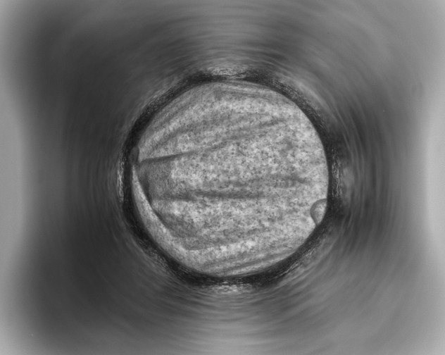 X0000096640404200802261302