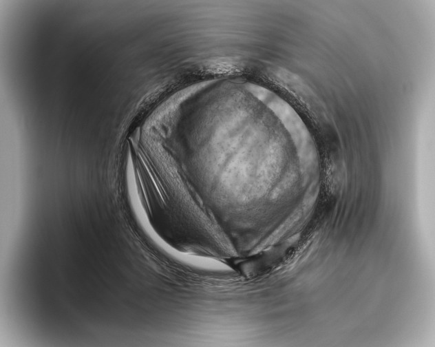 X0000096640407200802261302