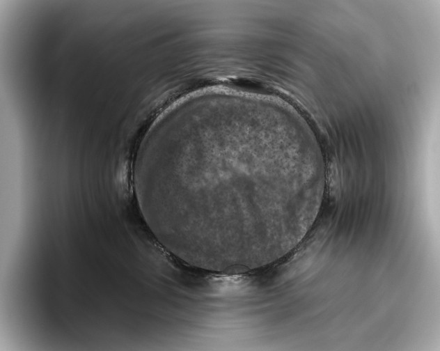 X0000096640428200802261302