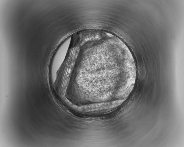 X0000096640434200802261301