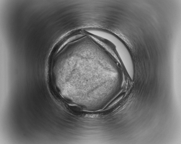 X0000096640440200802261301