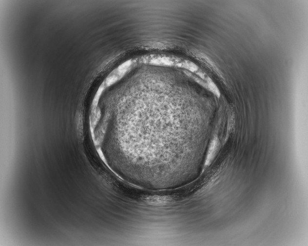 X0000096640444200802261302