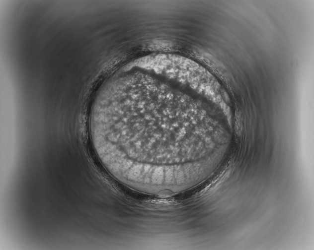 X0000096640449200802261302