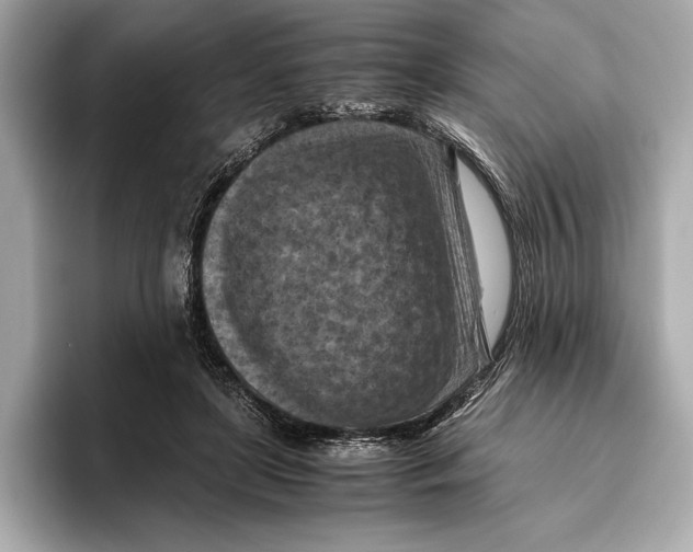 X0000096640451200802261302