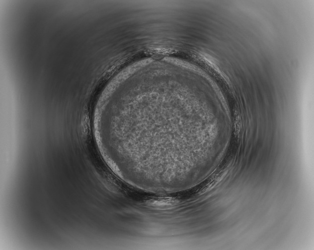 X0000096640459200802261302