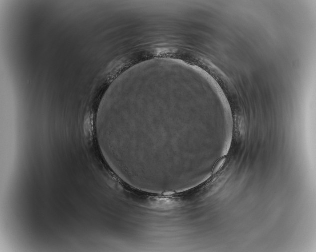 X0000096640475200802261302