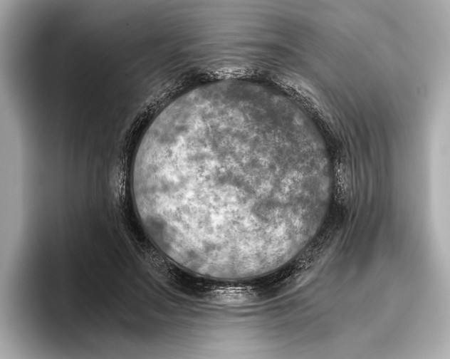 X0000096640499200802261301