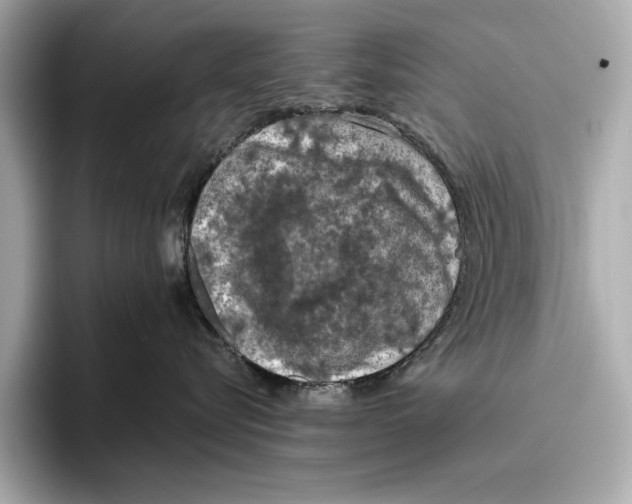 X0000096640576200802261301