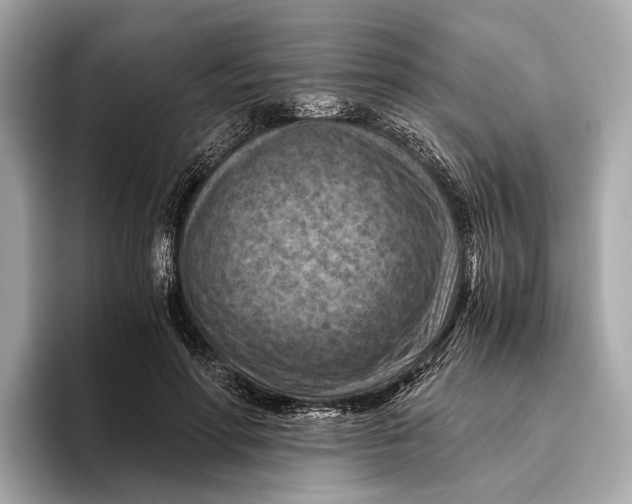 X0000096640598200802261300