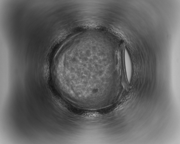 X0000096640642200802261259