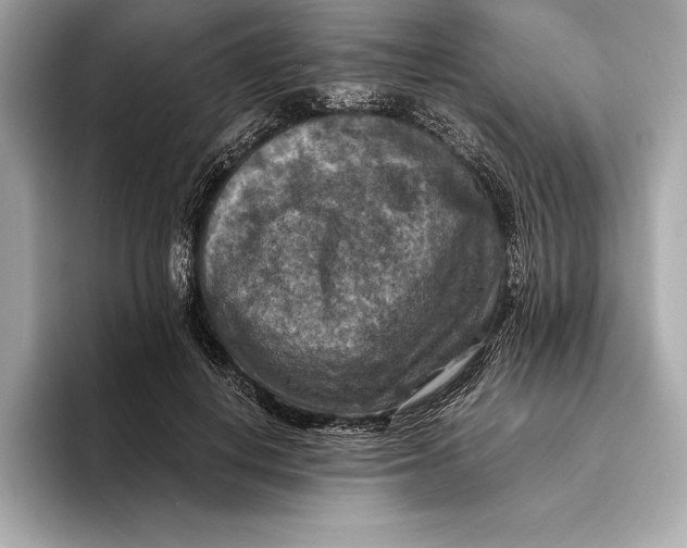 X0000096640648200802261259