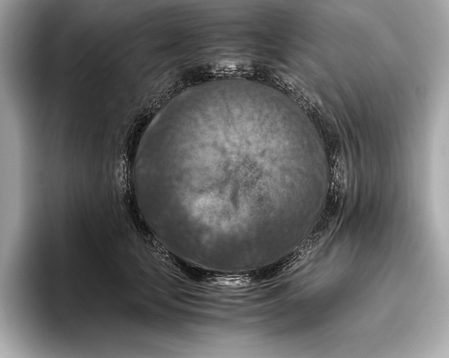 X0000096640659200802261259