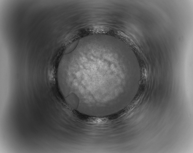 X0000096640663200802261259