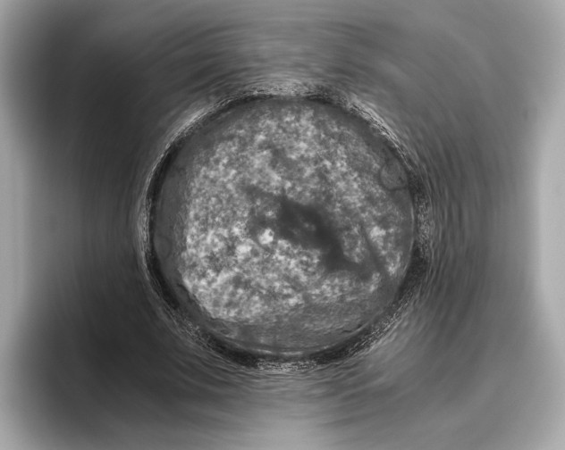 X0000096640679200802261258