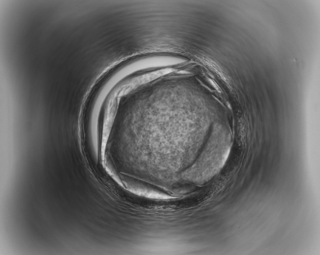 X0000096640680200802261258