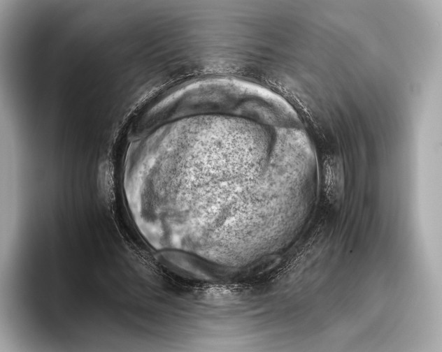 X0000096640684200802261258