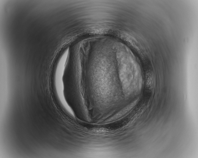 X0000096640685200802261258