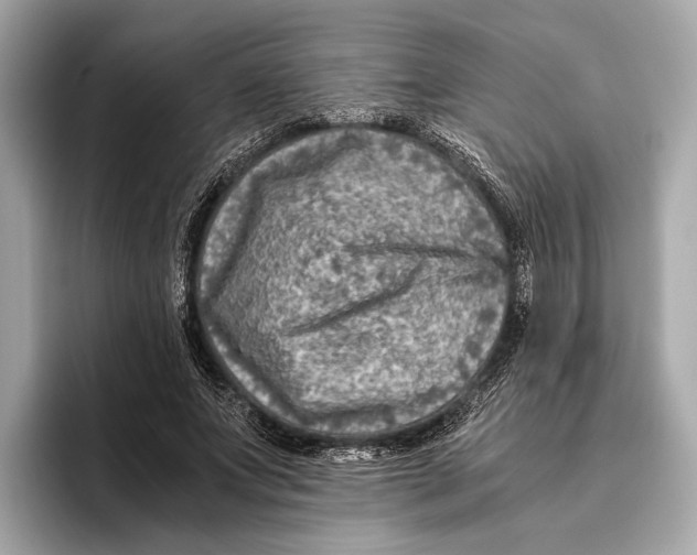 X0000096640687200802261258