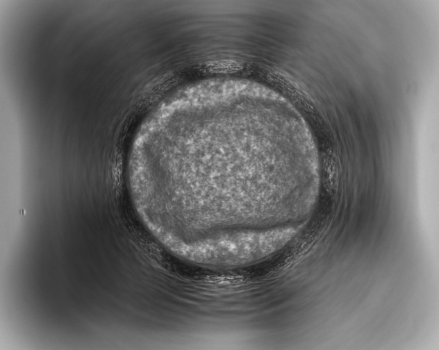 X0000096640745200802261257