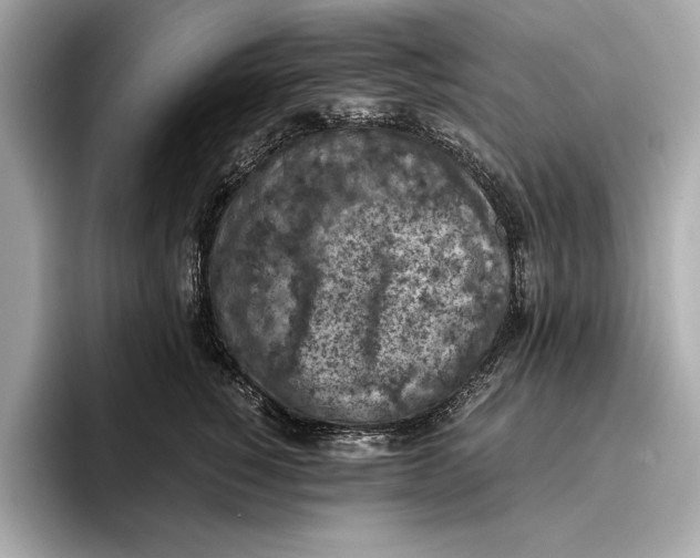 X0000096640760200802261258