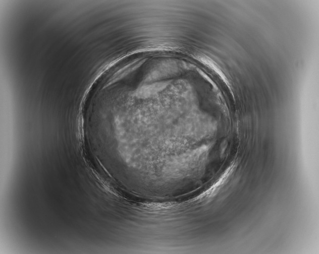 X0000096640781200802261257