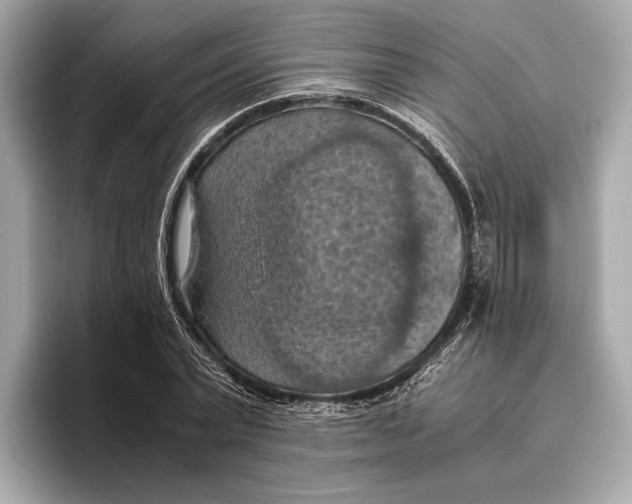 X0000096640783200802261257