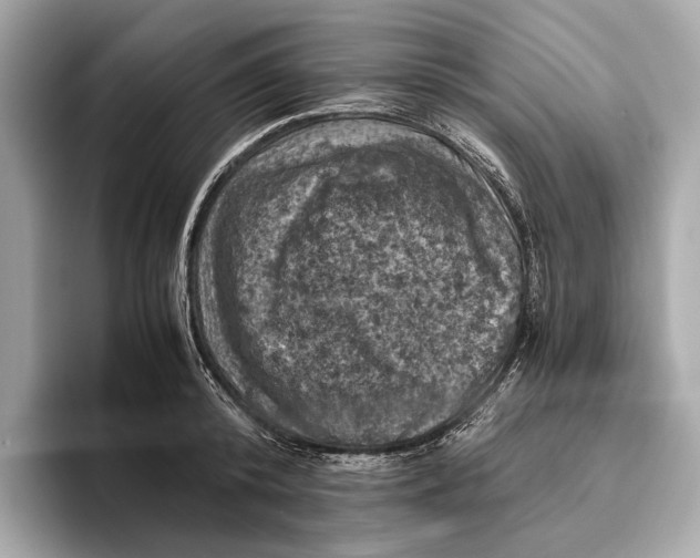 X0000096640800200802261257