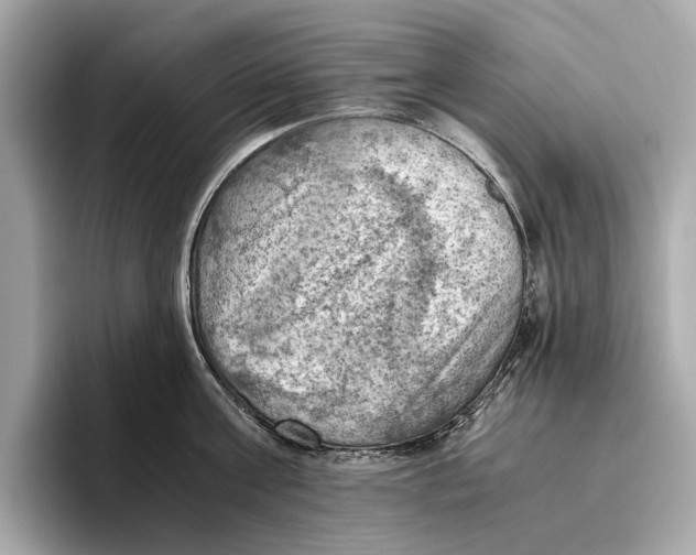 X0000096640811200802261256