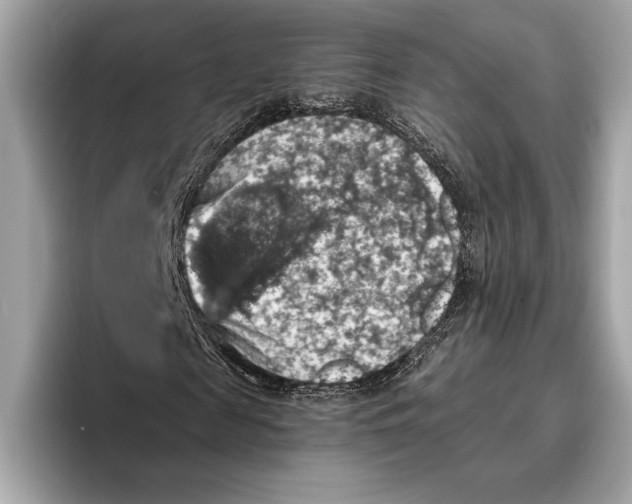 X0000096640817200802261256