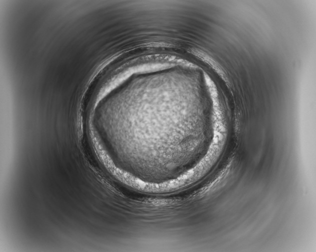 X0000096640829200802261256