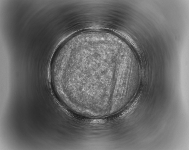 X0000096640839200802261256