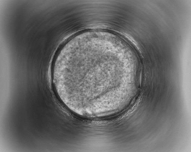 X0000096640840200802261256