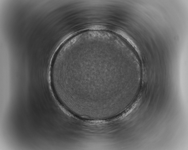 X0000096640853200802261256