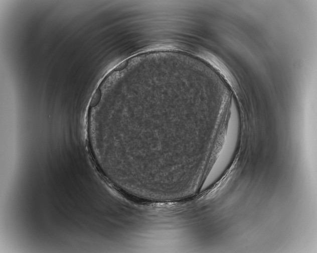 X0000096640858200802261256