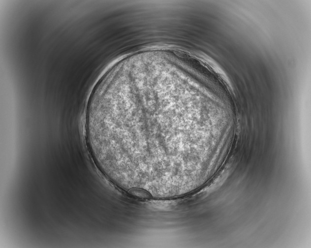 X0000096640860200802261256