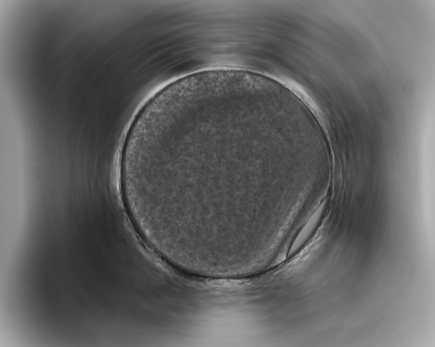 X0000096640862200802261256