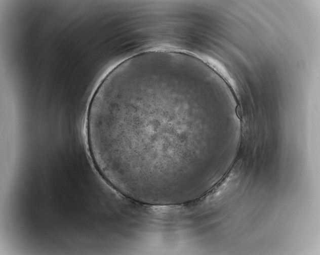 X0000096640863200802261256